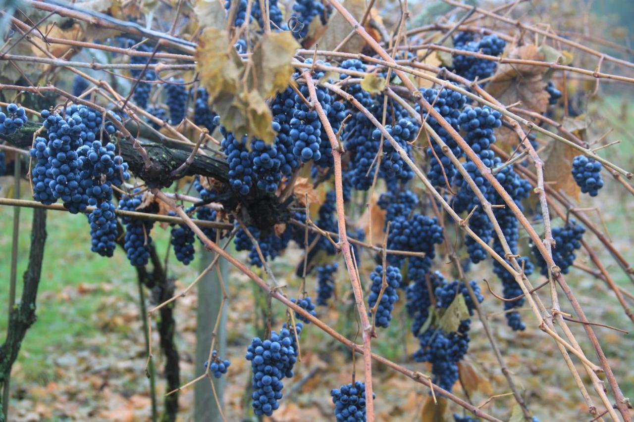 Winnica Debogora Dobiegniew 外观 照片