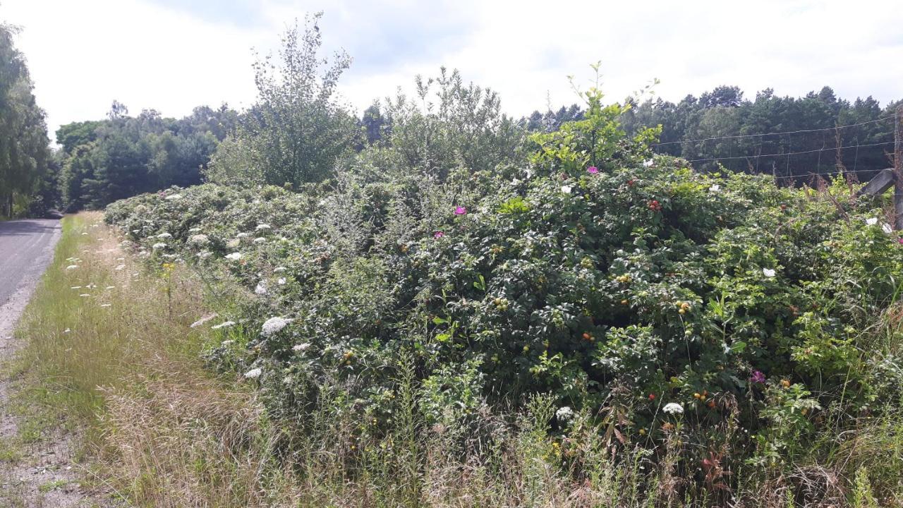 Winnica Debogora Dobiegniew 外观 照片